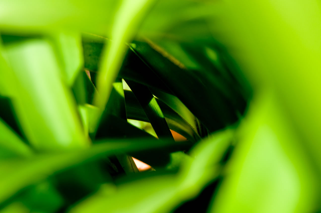 Images